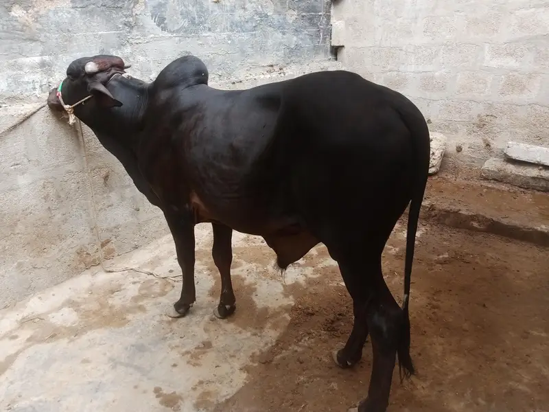 Black Colur 2 Dant Desi Bacha