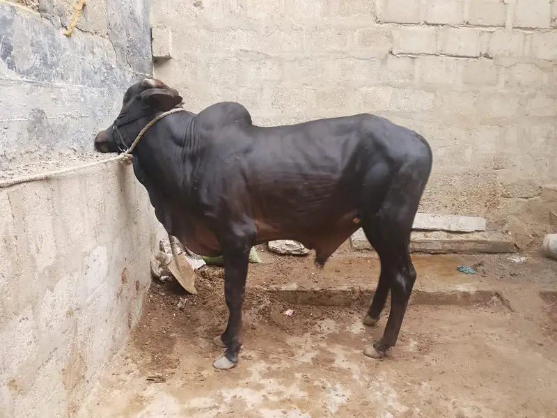 Black Colur 2 Dant Desi Bacha — photo 2
