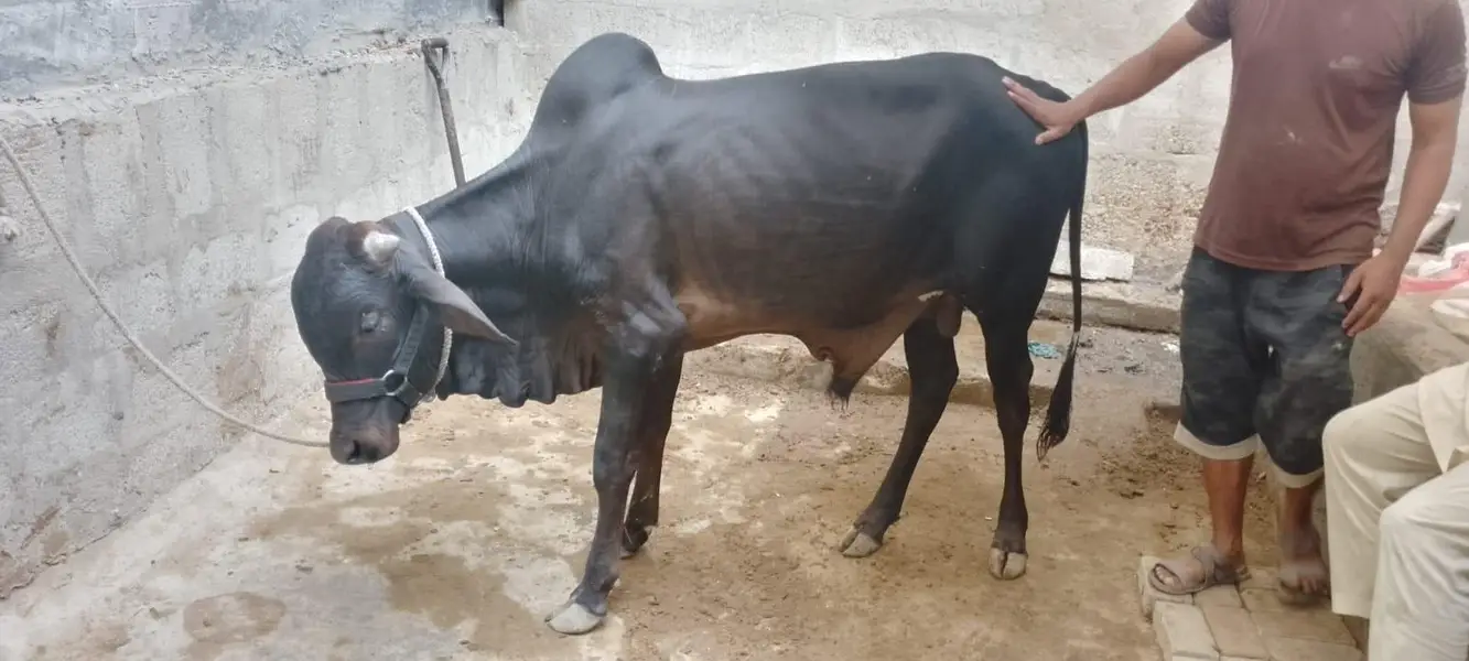 Black Colur 2 Dant Desi Bacha — photo 3