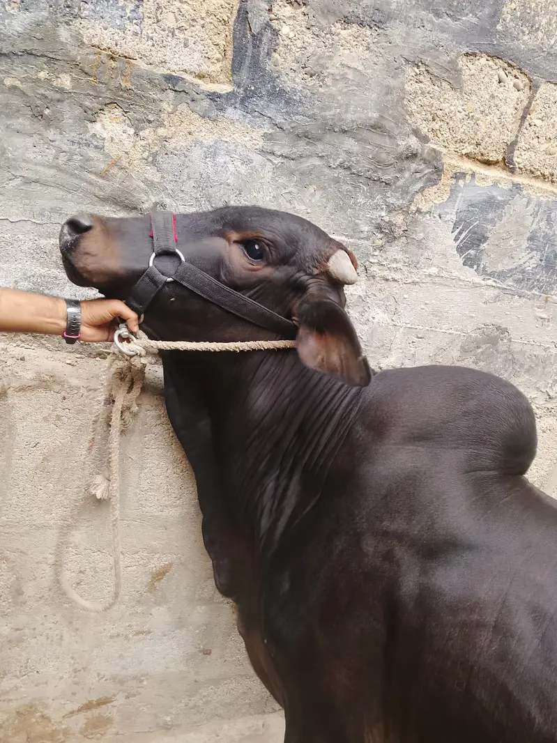 Black Colur 2 Dant Desi Bacha — photo 4