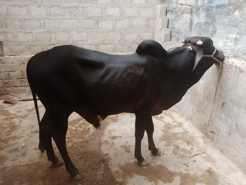 Black Colur 2 Dant Desi Bacha — photo 5