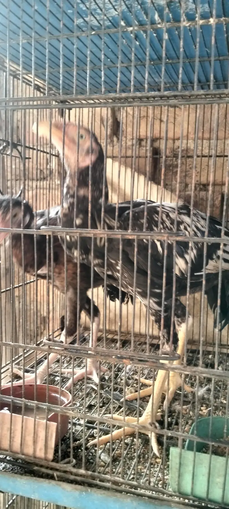 aik murgi he or aik bacho ka pair he murgi murga j