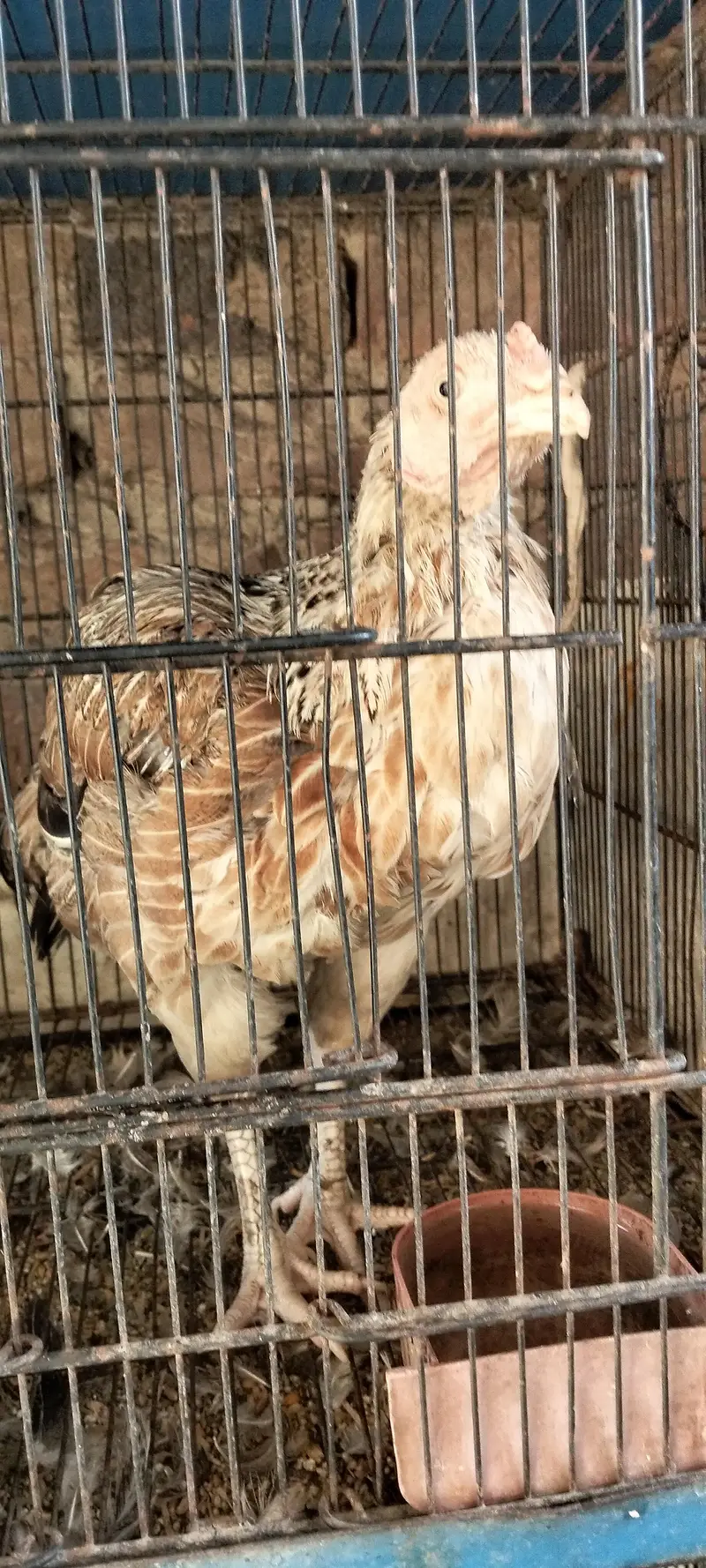 aik murgi he or aik bacho ka pair he murgi murga j — photo 2