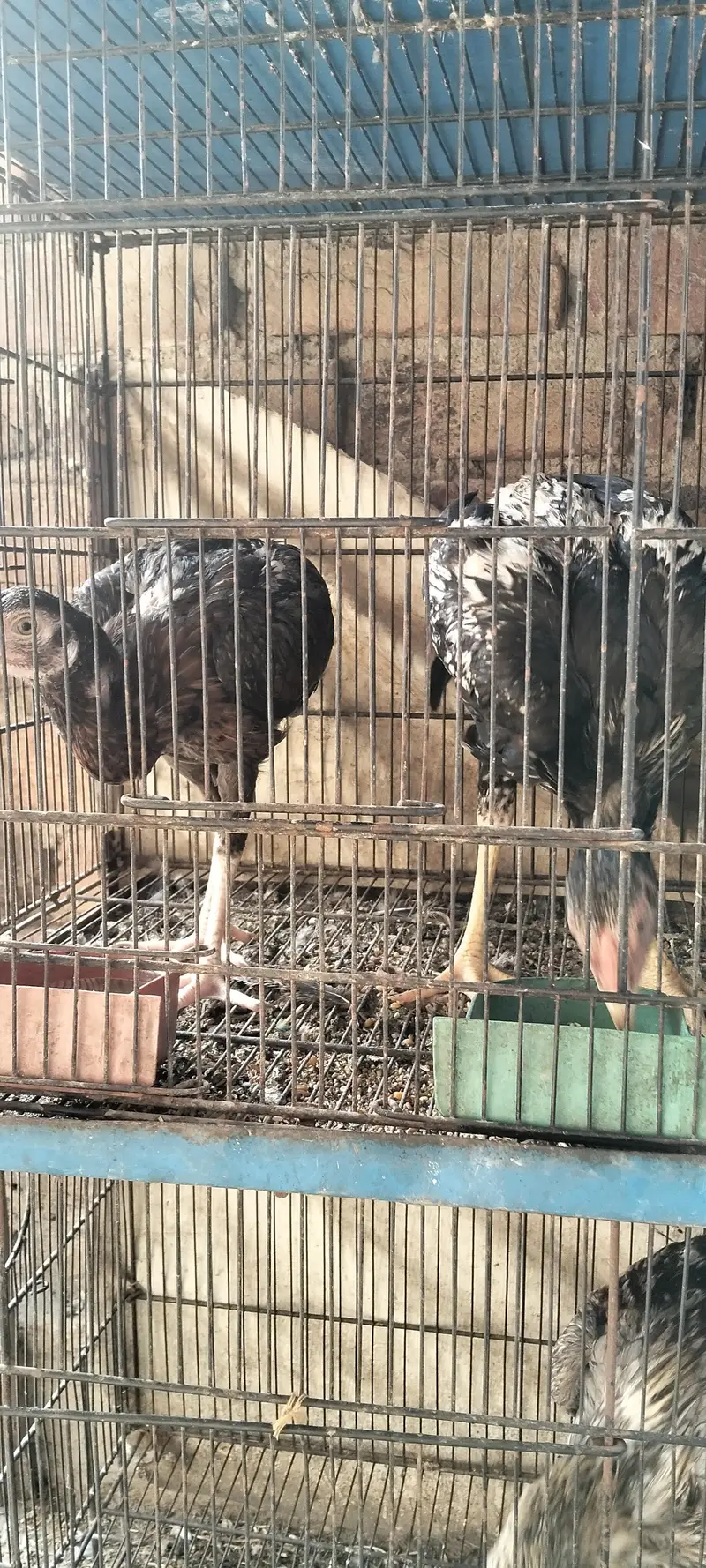 aik murgi he or aik bacho ka pair he murgi murga j — photo 4