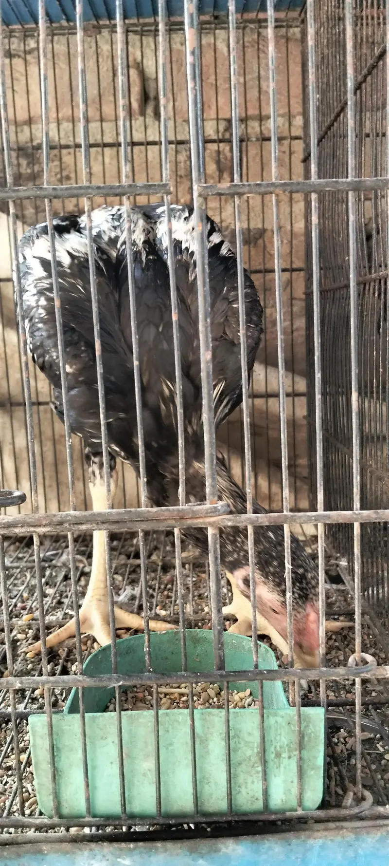 aik murgi he or aik bacho ka pair he murgi murga j — photo 5