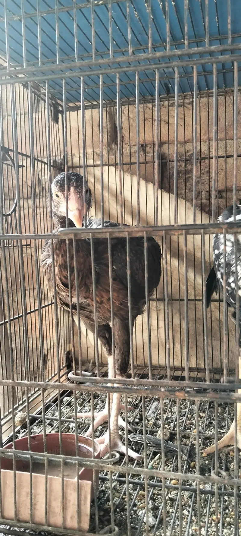 aik murgi he or aik bacho ka pair he murgi murga j — photo 6