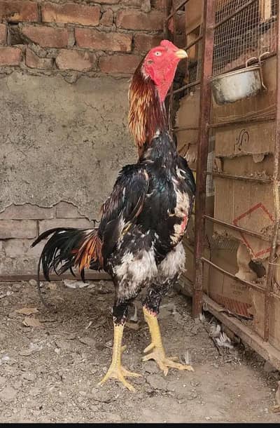 shamo breeder pair