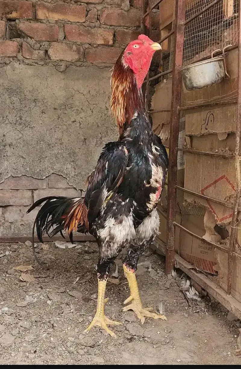 shamo breeder pair
