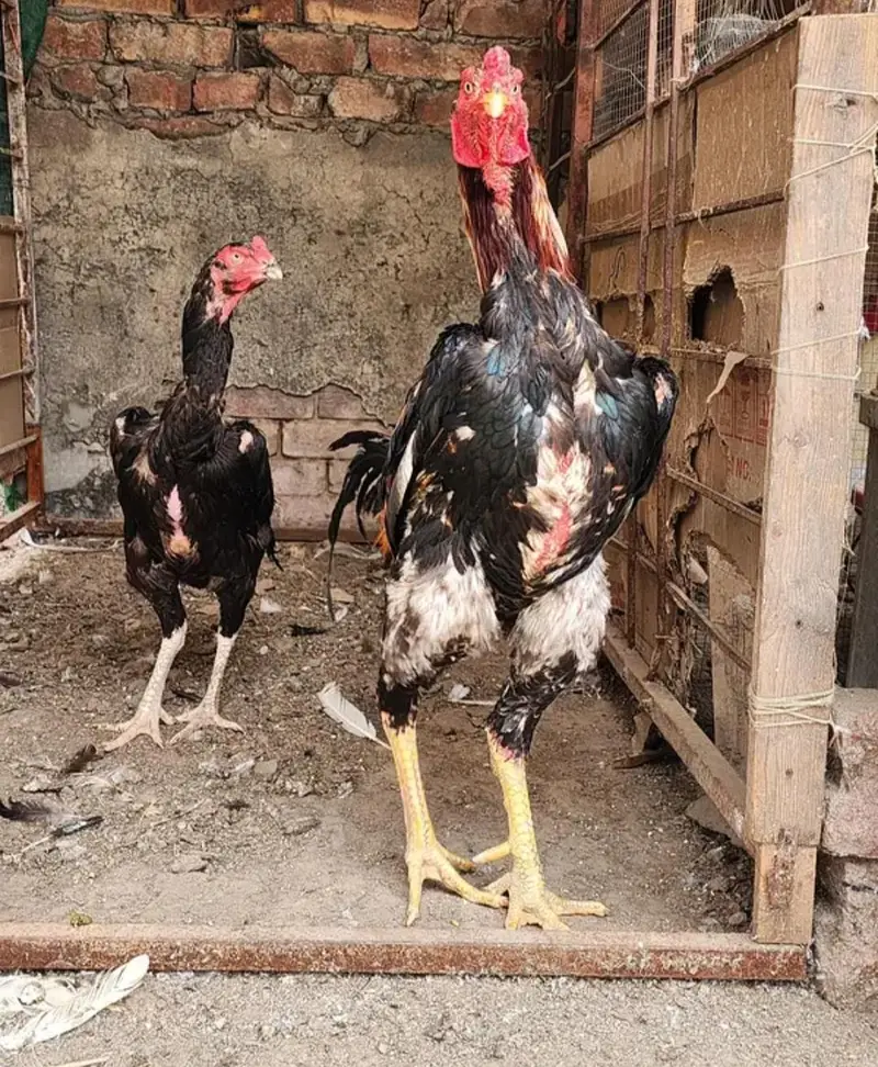 shamo breeder pair — photo 4