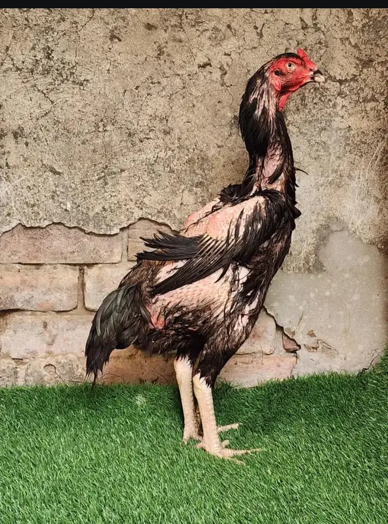 shamo breeder pair — photo 5