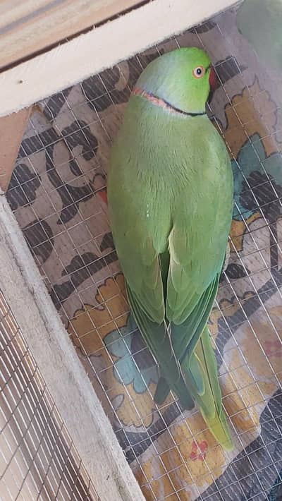 Male Ringneck