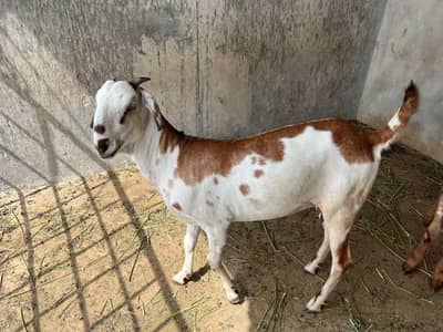 Pregnant Teddy Bakri for sale