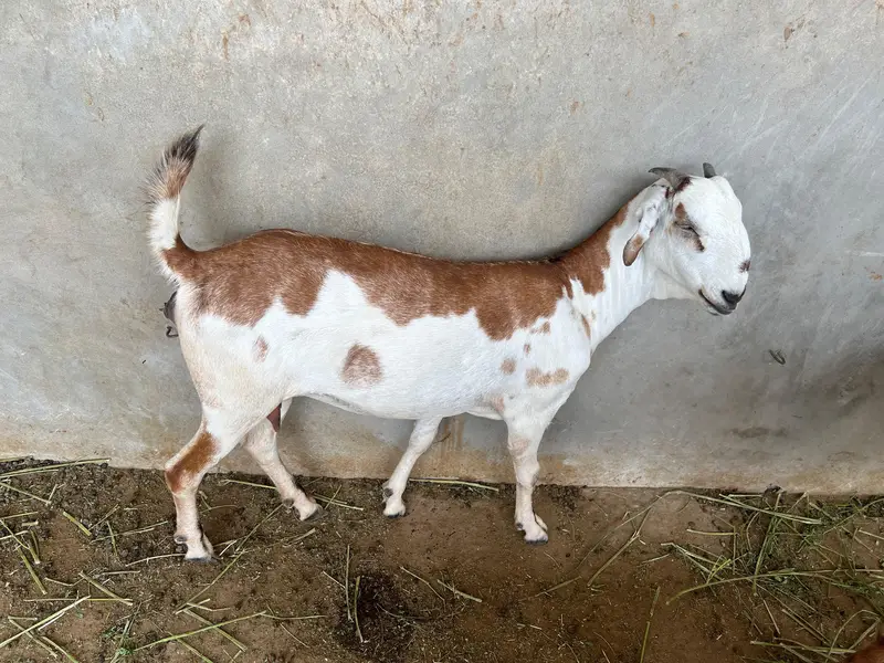 Pregnant Teddy Bakri for sale — photo 2