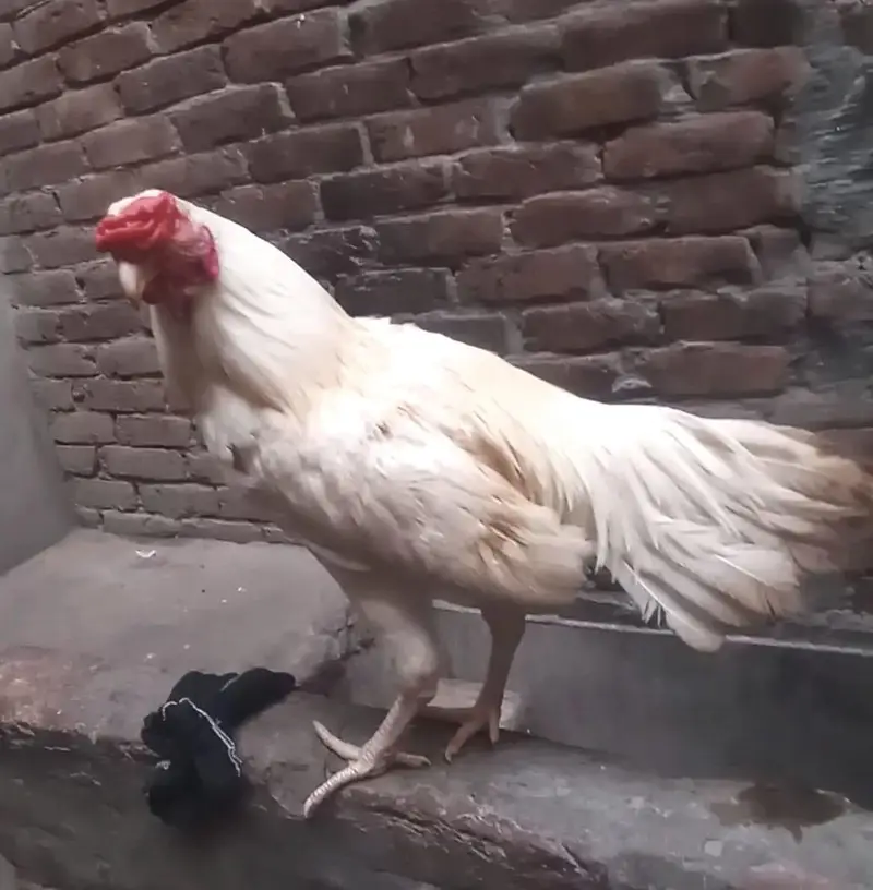 aseel heera male 8k oh shamo bredar white 28k xchang indian chik white — photo 2