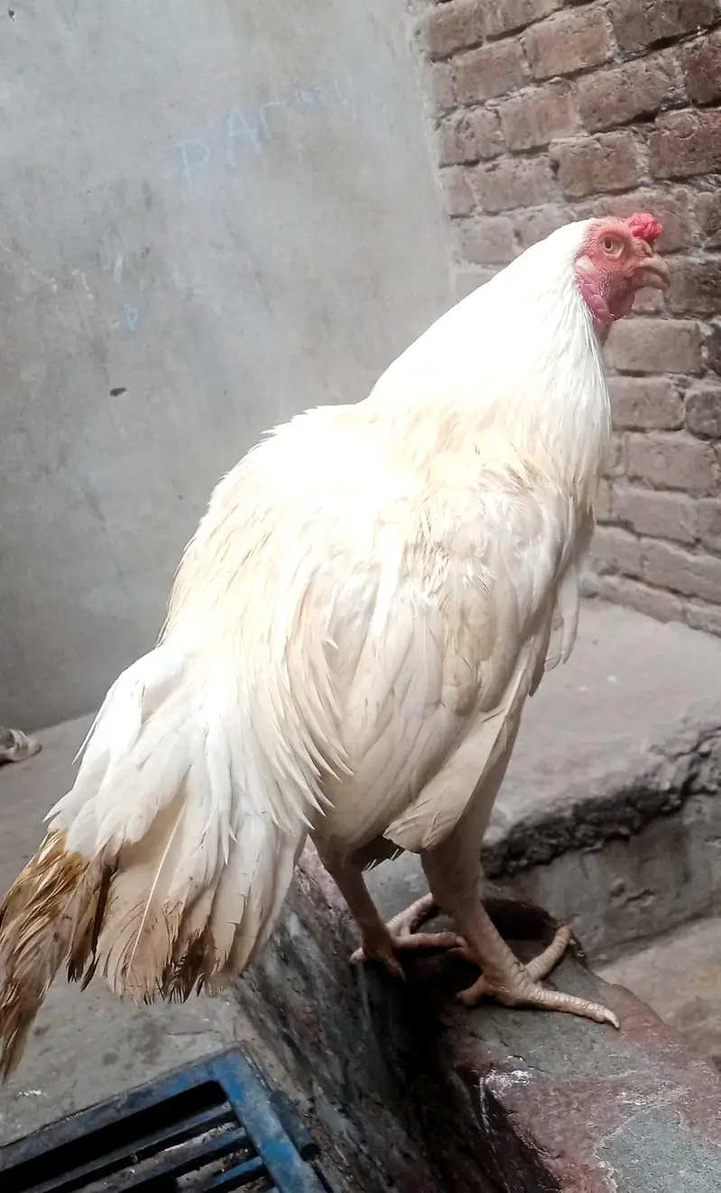 aseel heera male 8k oh shamo bredar white 28k xchang indian chik white — photo 4