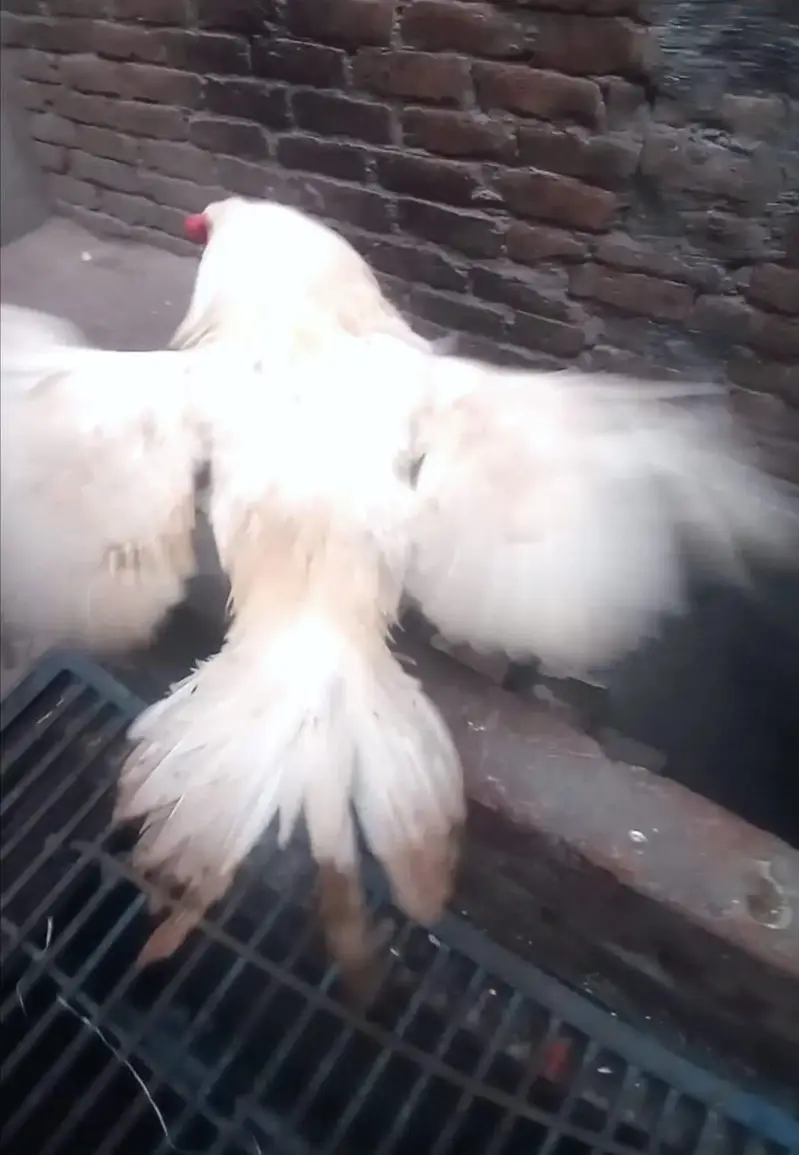aseel heera male 8k oh shamo bredar white 28k xchang indian chik white — photo 5