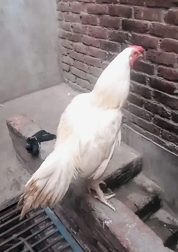aseel heera male 8k oh shamo bredar white 28k xchang indian chik white — photo 6