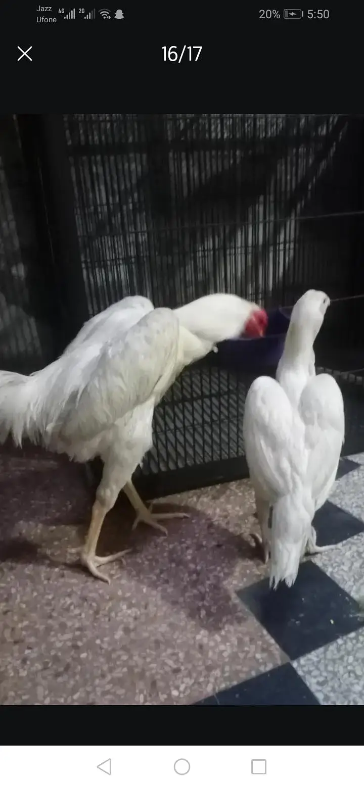 aseel heera male 8k oh shamo bredar white 28k xchang indian chik white — photo 9