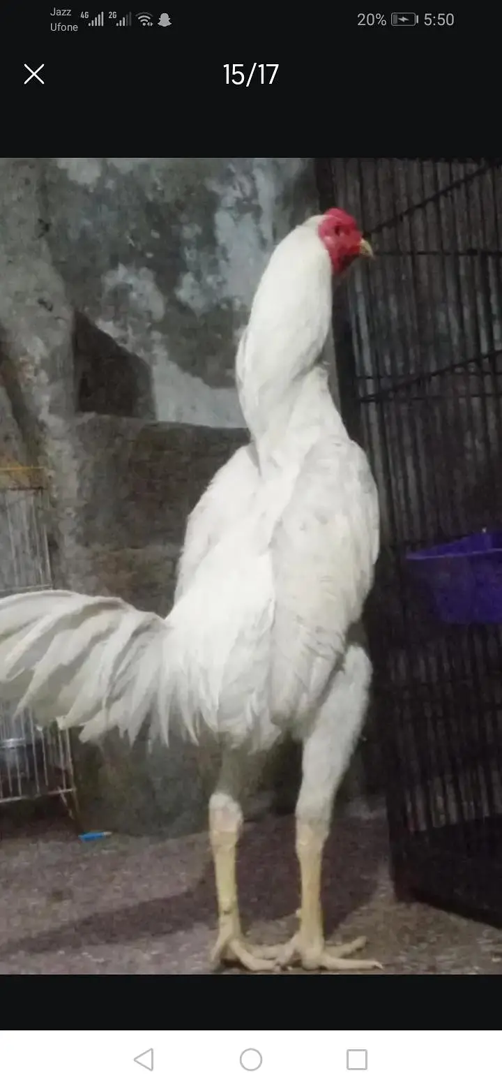 aseel heera male 8k oh shamo bredar white 28k xchang indian chik white — photo 10