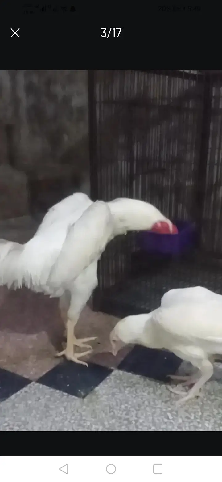 aseel heera male 8k oh shamo bredar white 28k xchang indian chik white — photo 11