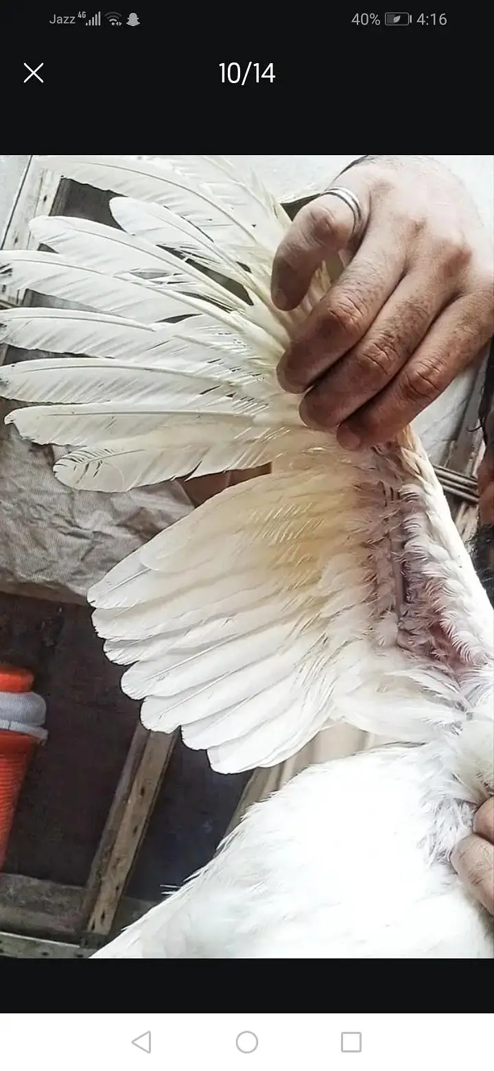 aseel heera male 8k oh shamo bredar white 28k xchang indian chik white — photo 12