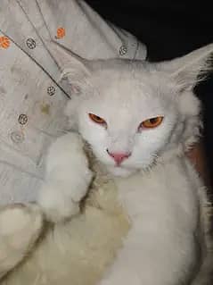 mine coon male cat