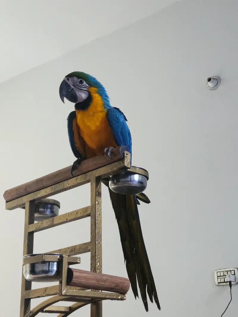 Bird stand exotic bird stand for macaw and other birds — photo 2