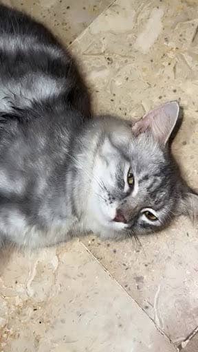 Beautifull persian cross kitten’s pair available (gray smoke & silver
