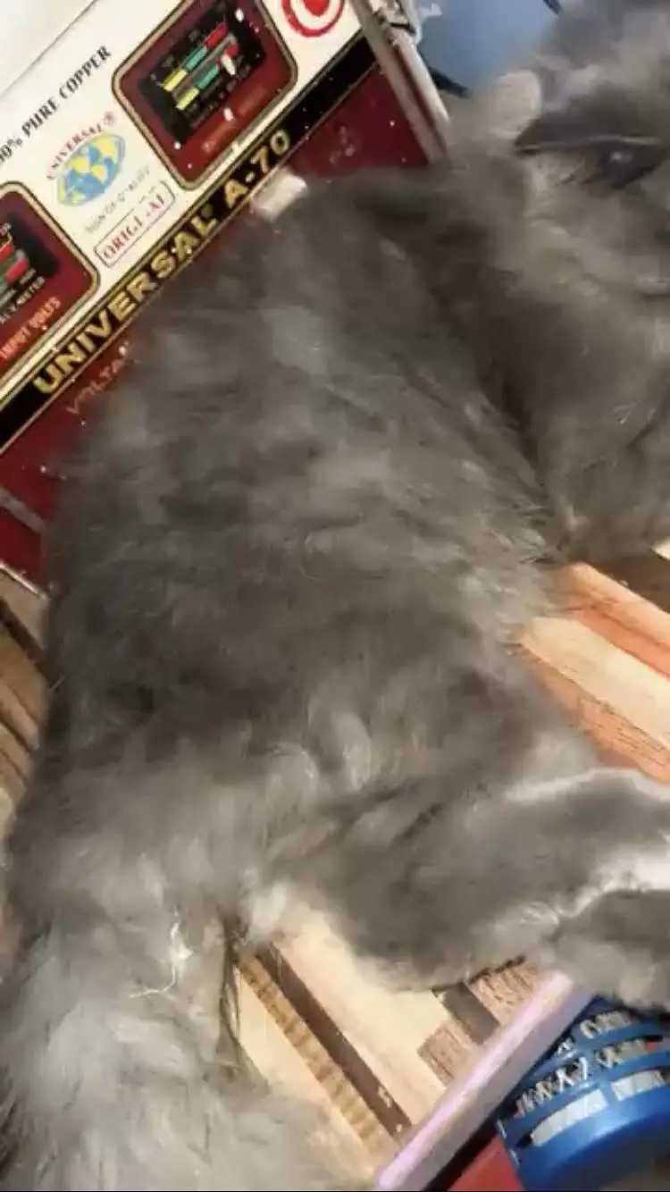 Beautifull persian cross kitten’s pair available (gray smoke & silver — photo 4