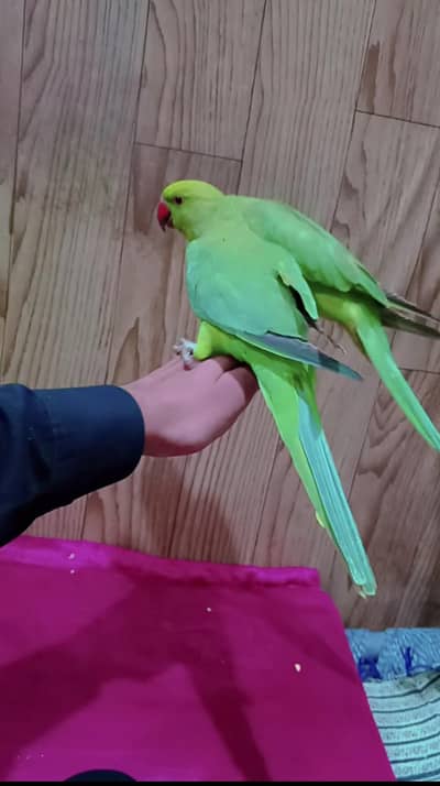 parrot pair for sale hand tame