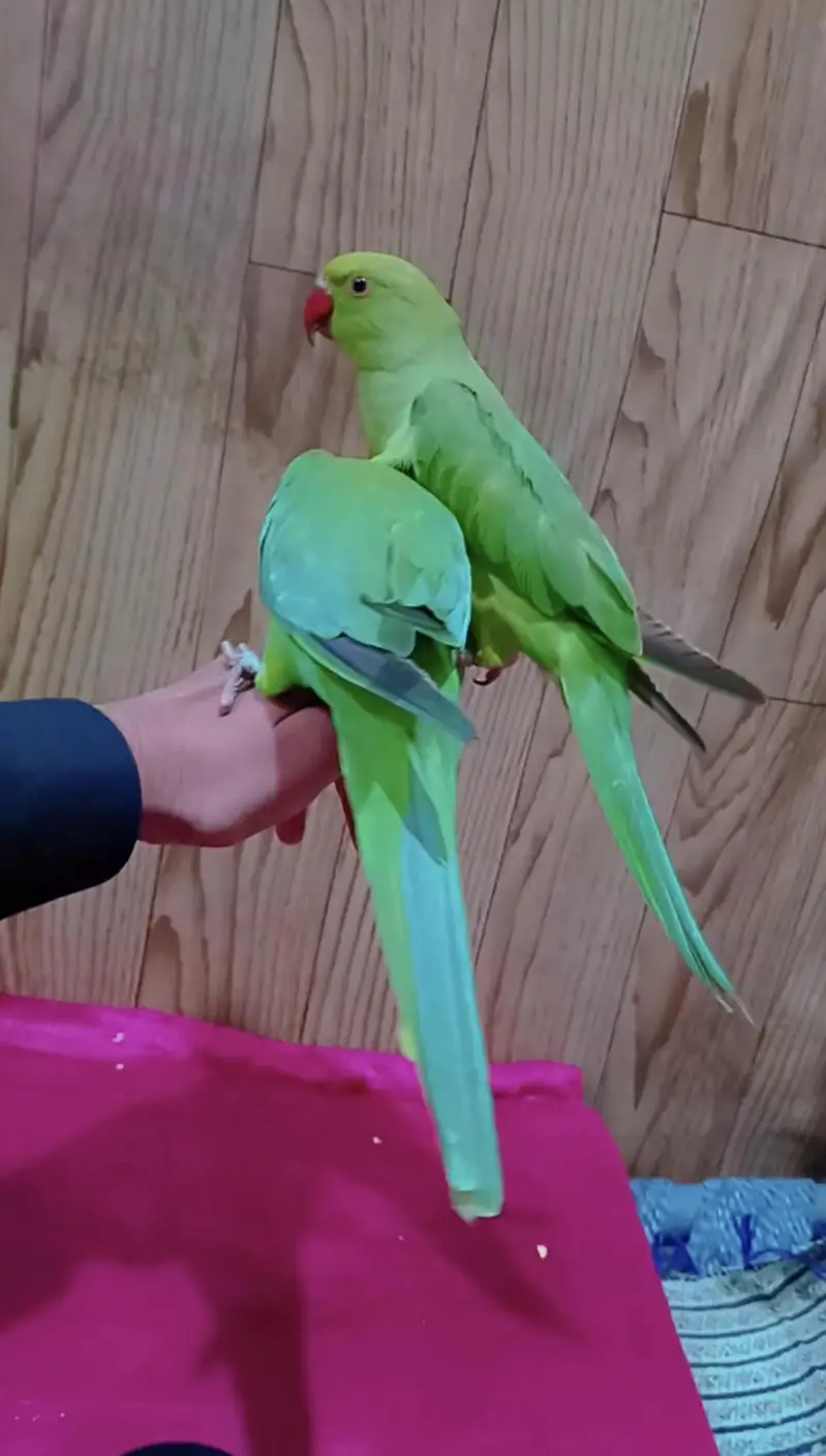 parrot pair for sale hand tame — photo 2