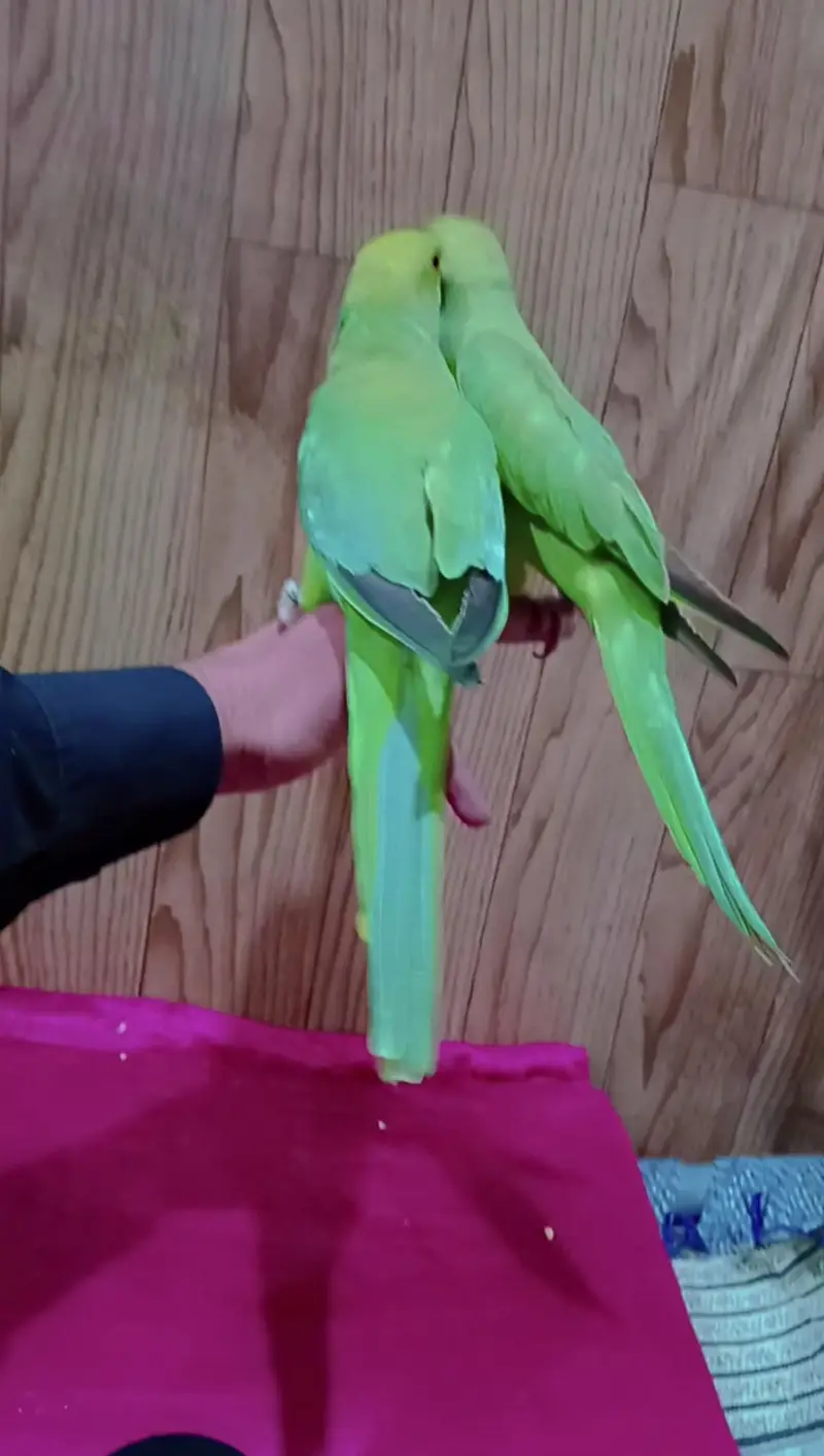 parrot pair for sale hand tame — photo 3