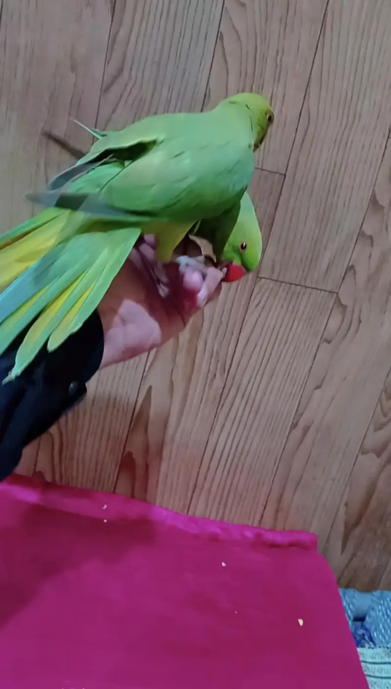 parrot pair for sale hand tame — photo 4