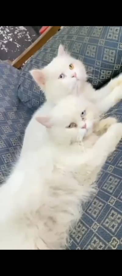 Persian Cat  pair Odd eyes