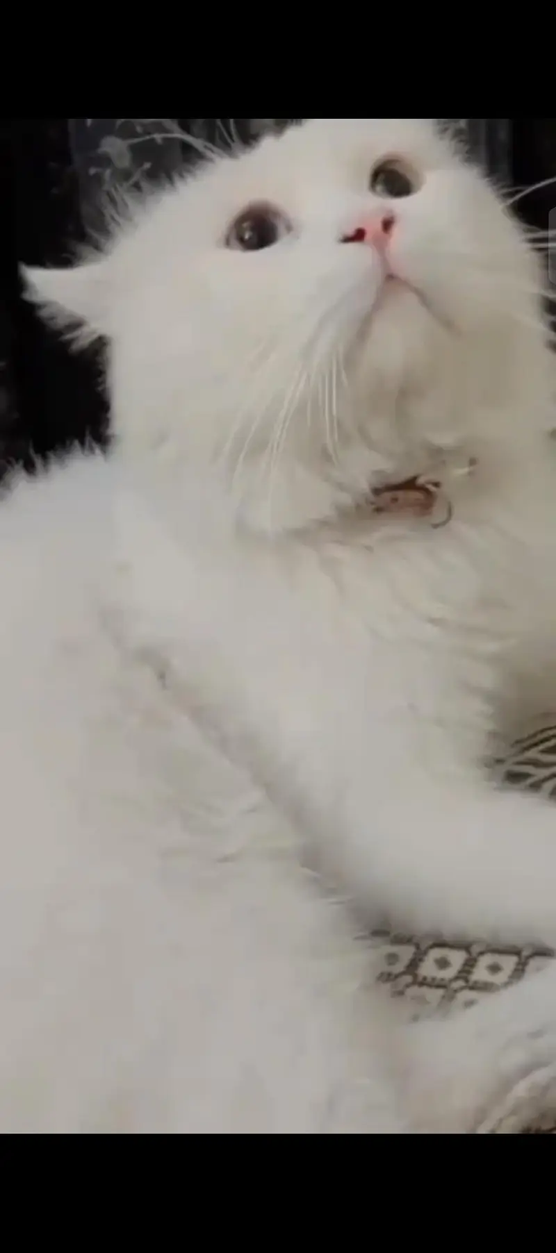 Persian Cat  pair Odd eyes — photo 2