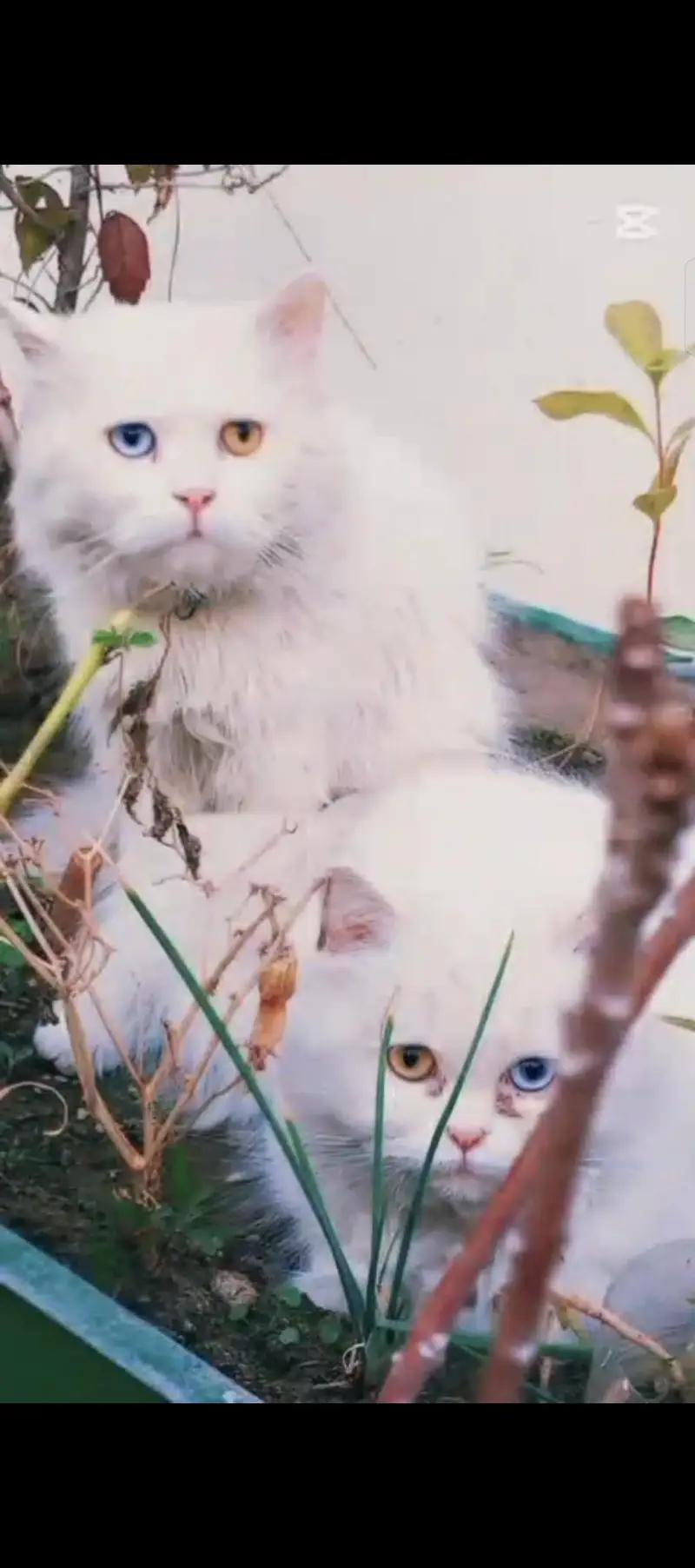 Persian Cat  pair Odd eyes — photo 3