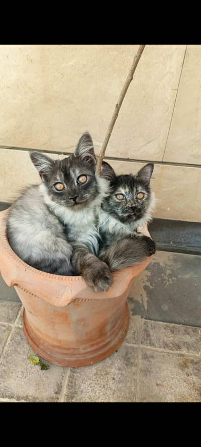 Pair of cats