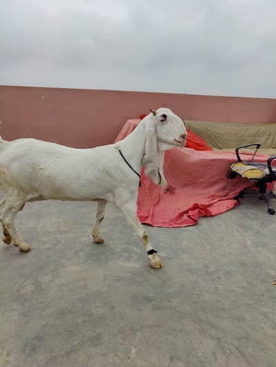 Gulabi Bakri