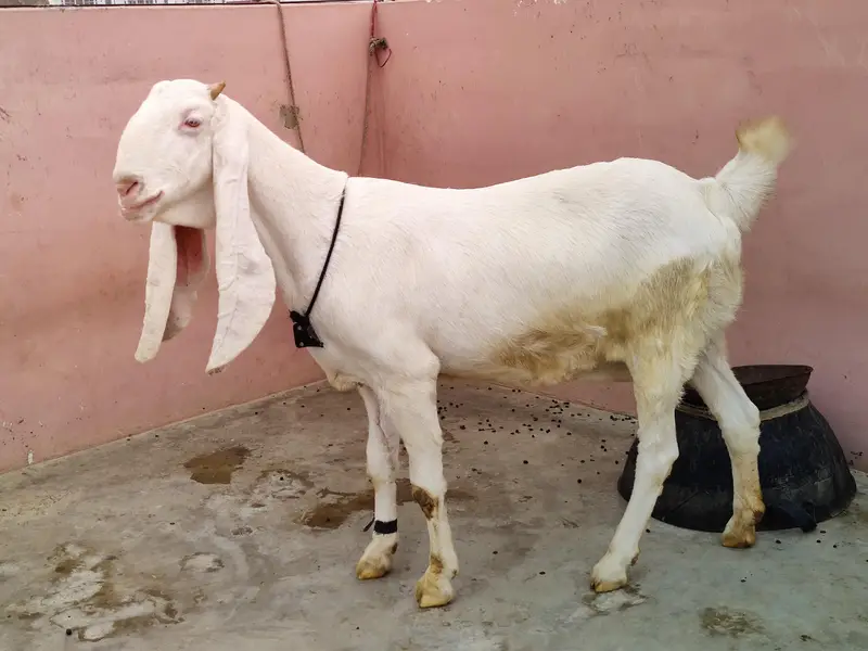 Gulabi Bakri — photo 2