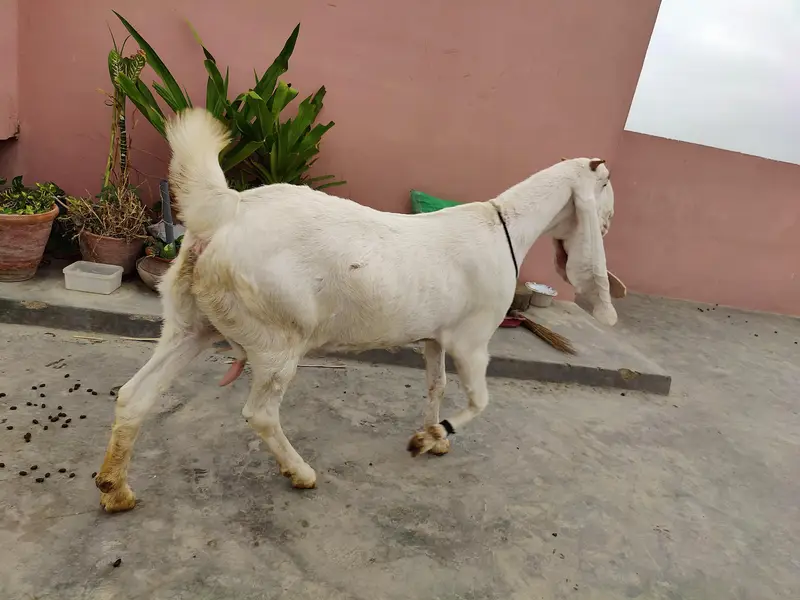 Gulabi Bakri — photo 3