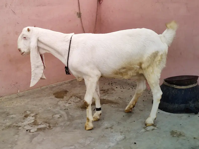 Gulabi Bakri — photo 4