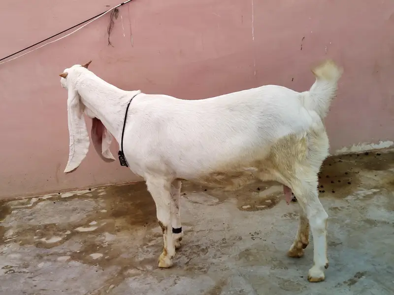 Gulabi Bakri — photo 5