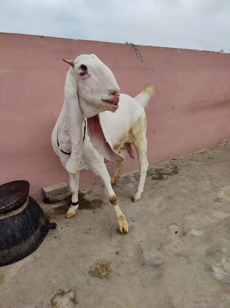 Gulabi Bakri — photo 6