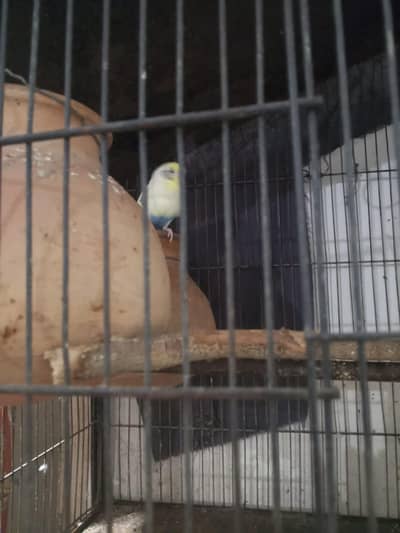 cage with 3 parrot argent sell