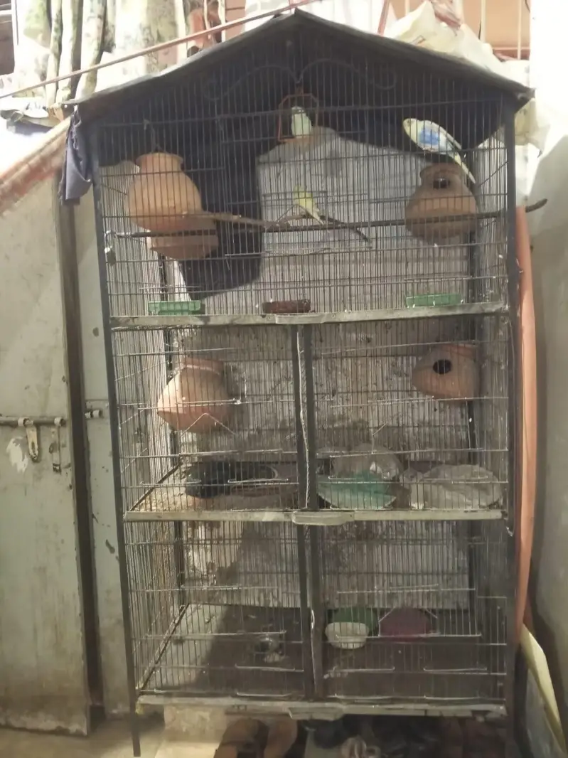 cage with 3 parrot argent sell — photo 2