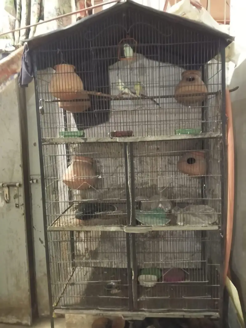 cage with 3 parrot argent sell — photo 3