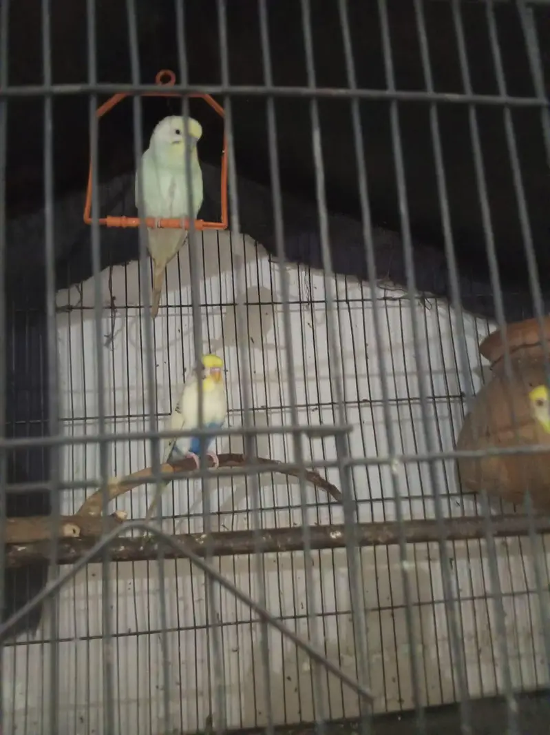 cage with 3 parrot argent sell — photo 4