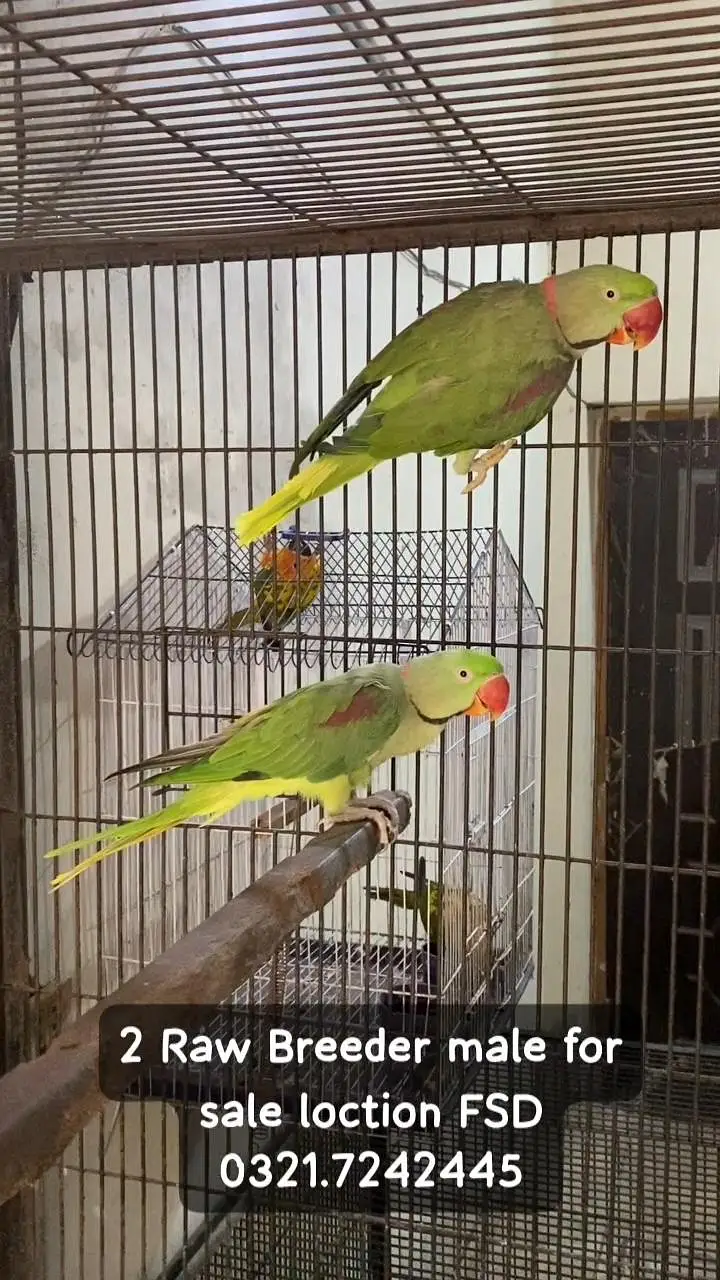 Raw talking Males — photo 2
