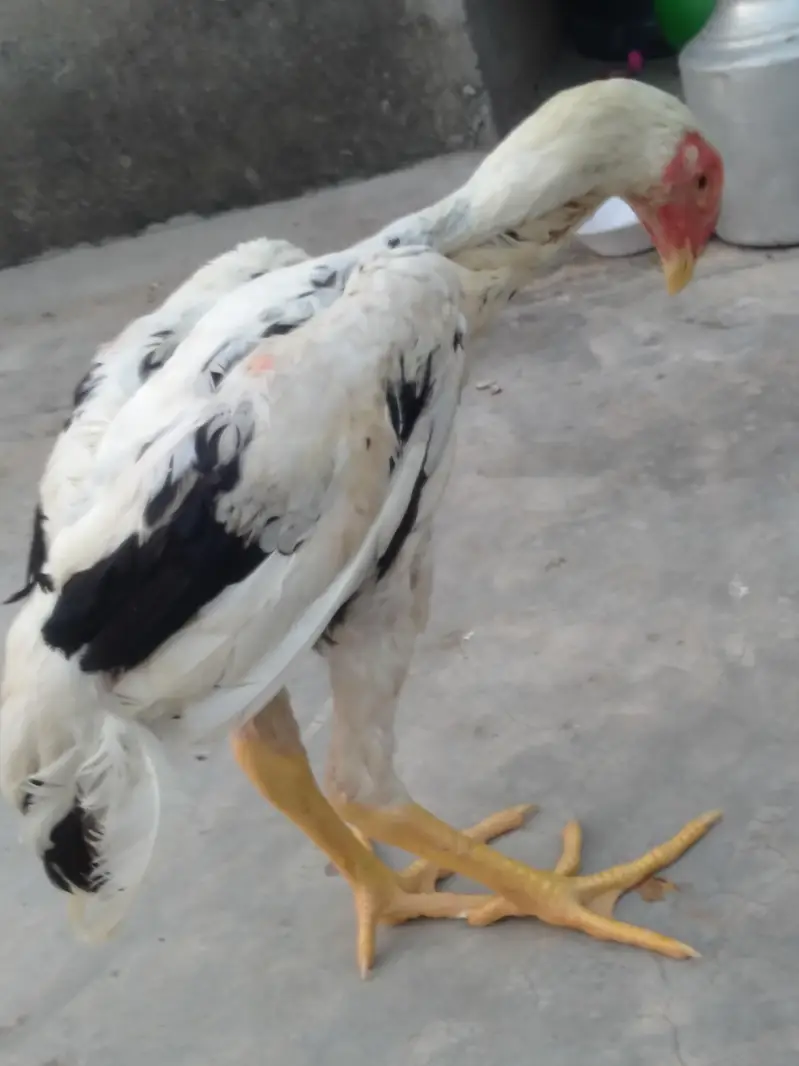 aseel patha for sale — photo 2