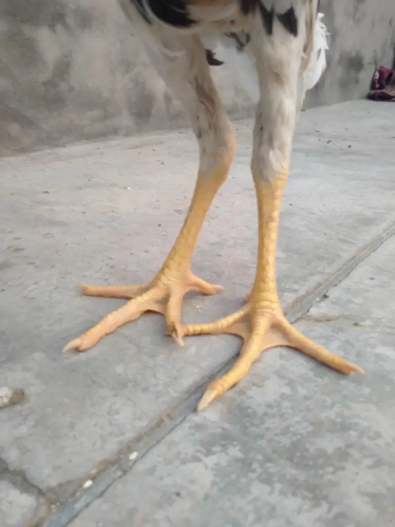 aseel patha for sale — photo 3